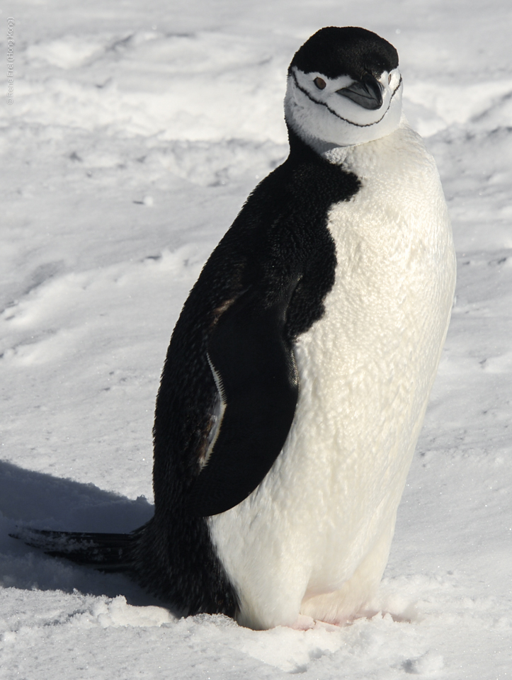 Antarctic Peninsula - 2013