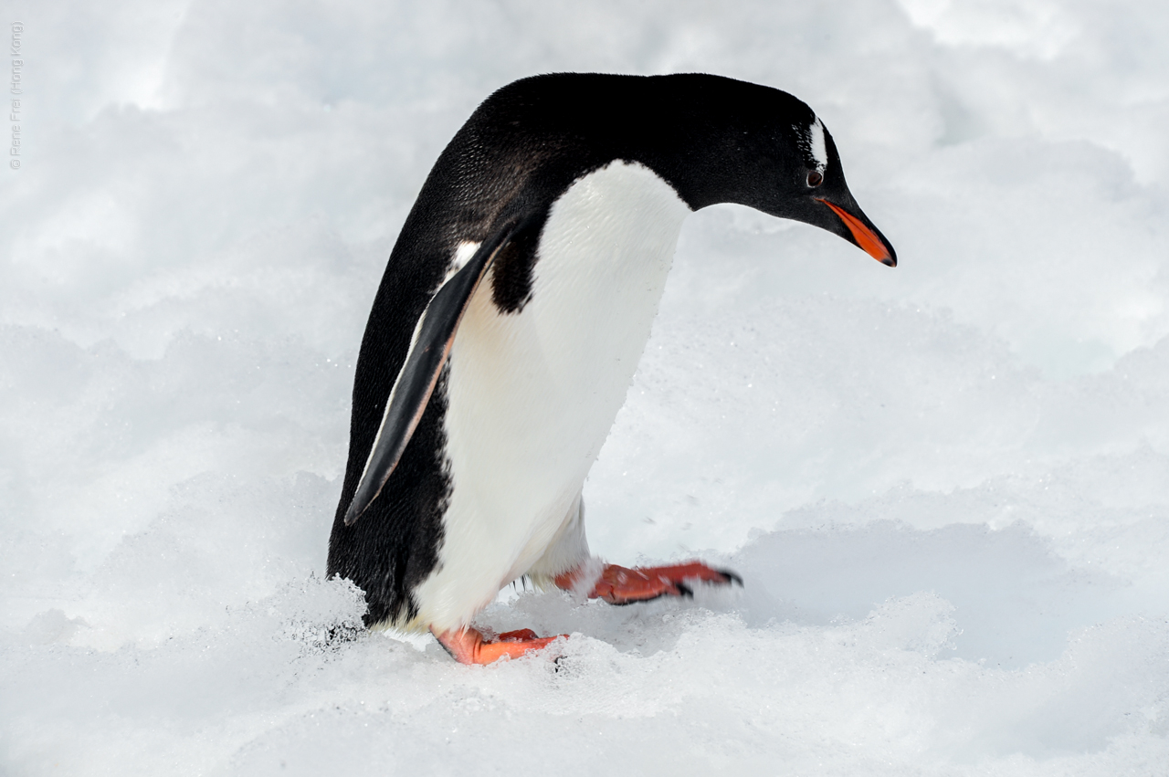 Antarctic Peninsula - 2013