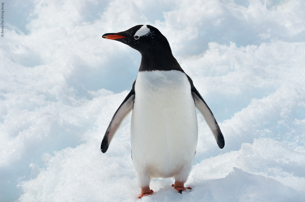 Antarctic Peninsula - 2013