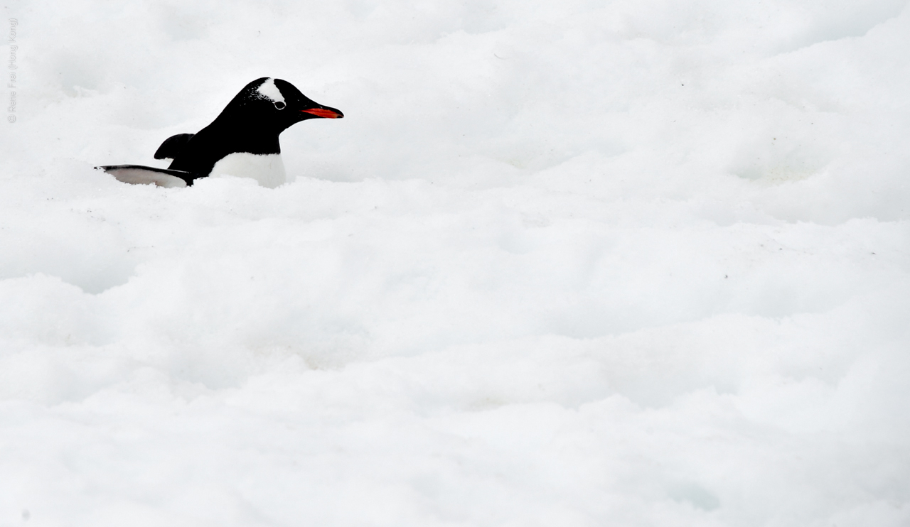 Antarctic Peninsula - 2013