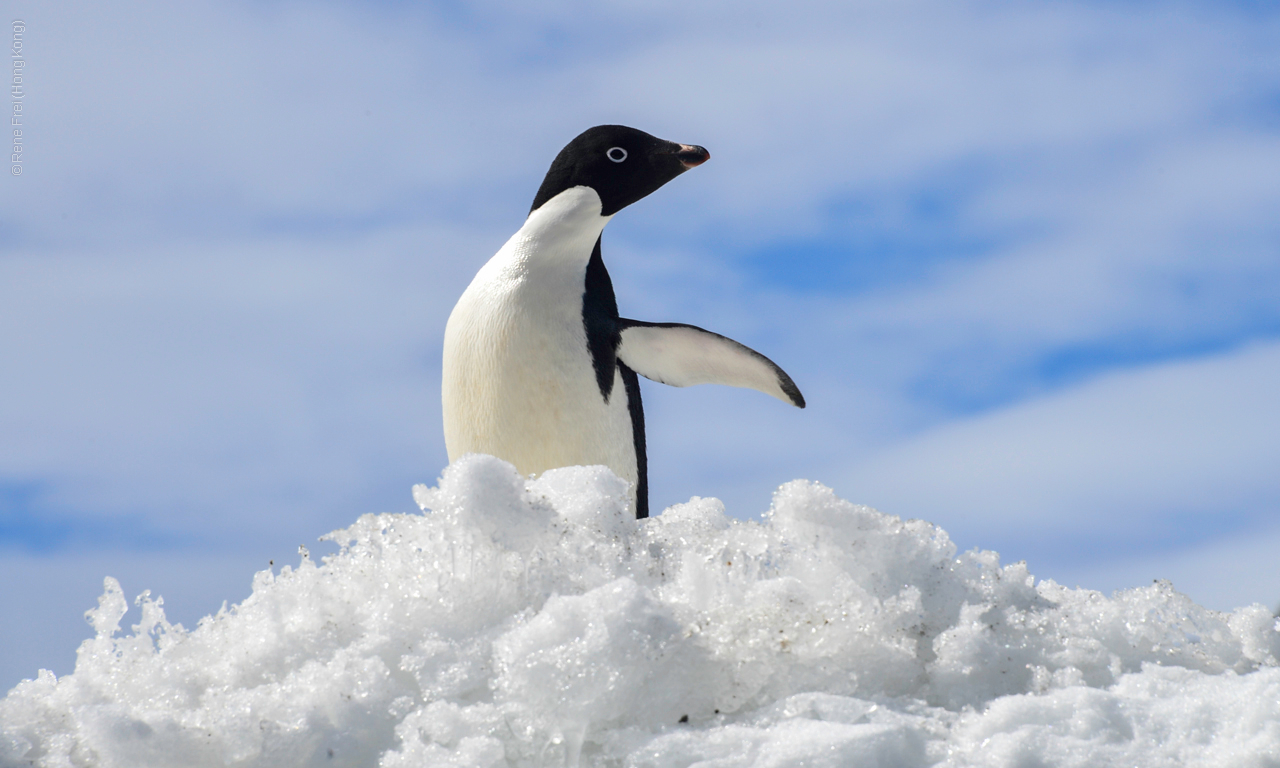 Antarctic Peninsula - 2013