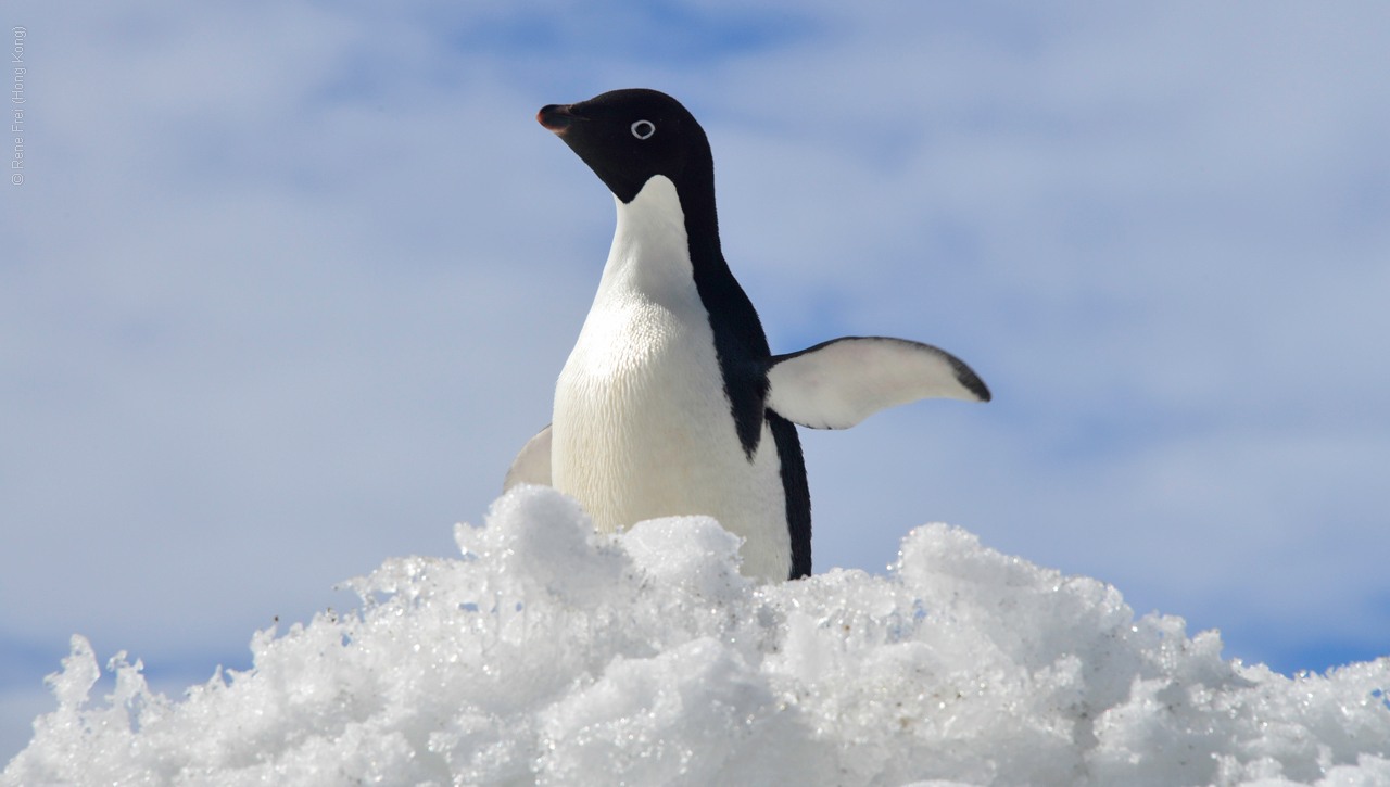 Antarctic Peninsula - 2013