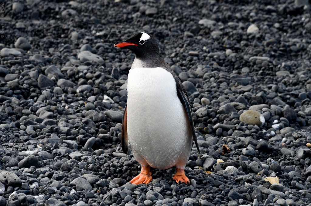Antarctic Peninsula - 2013
