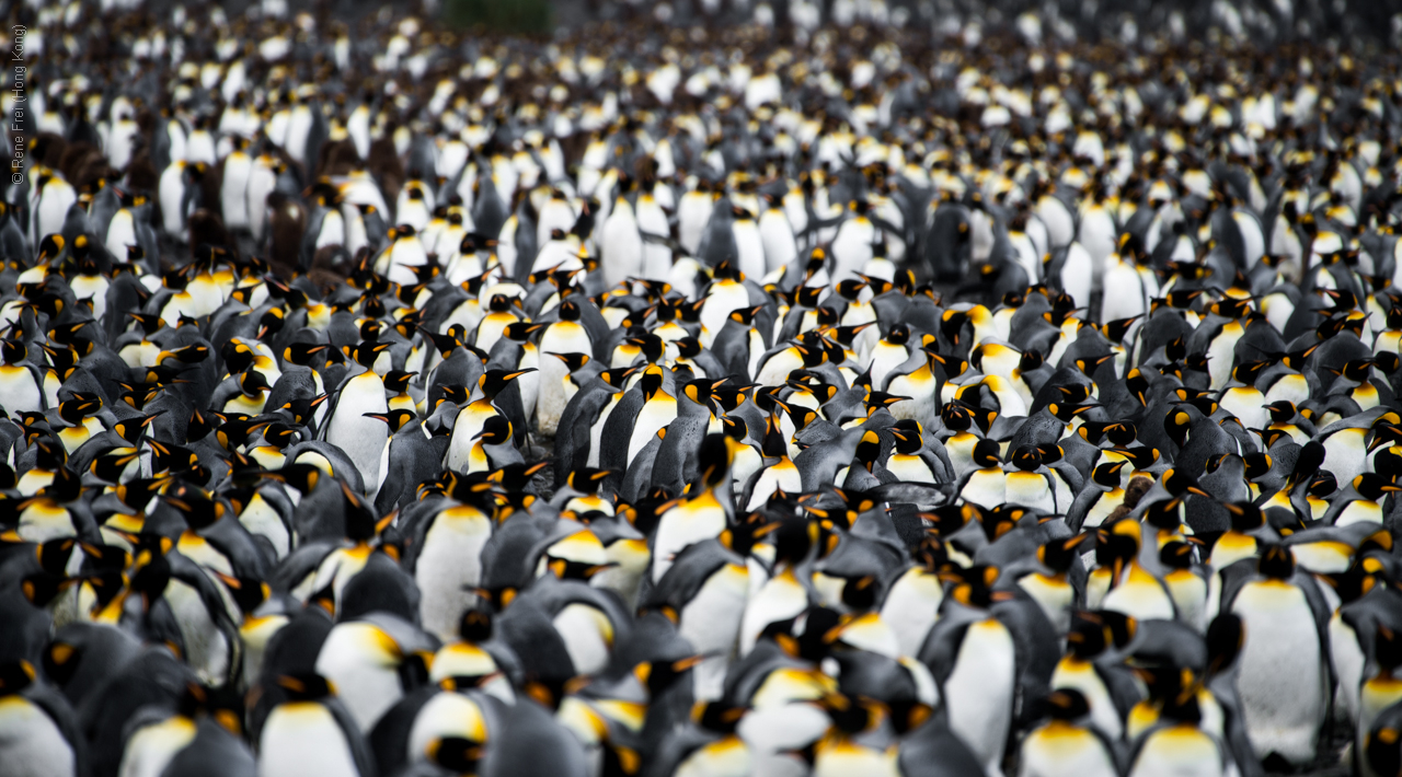 Antarctic Peninsula - 2017