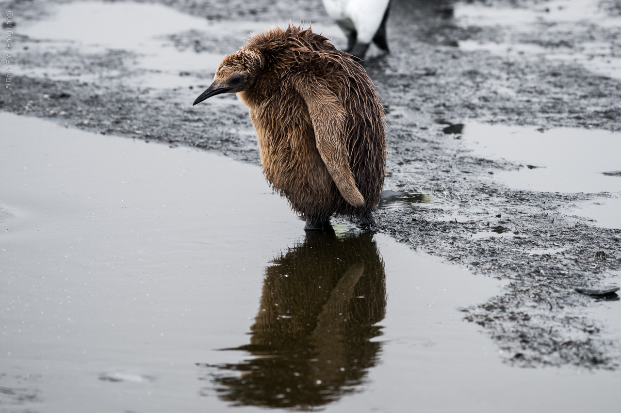 Antarctic Peninsula - 2017