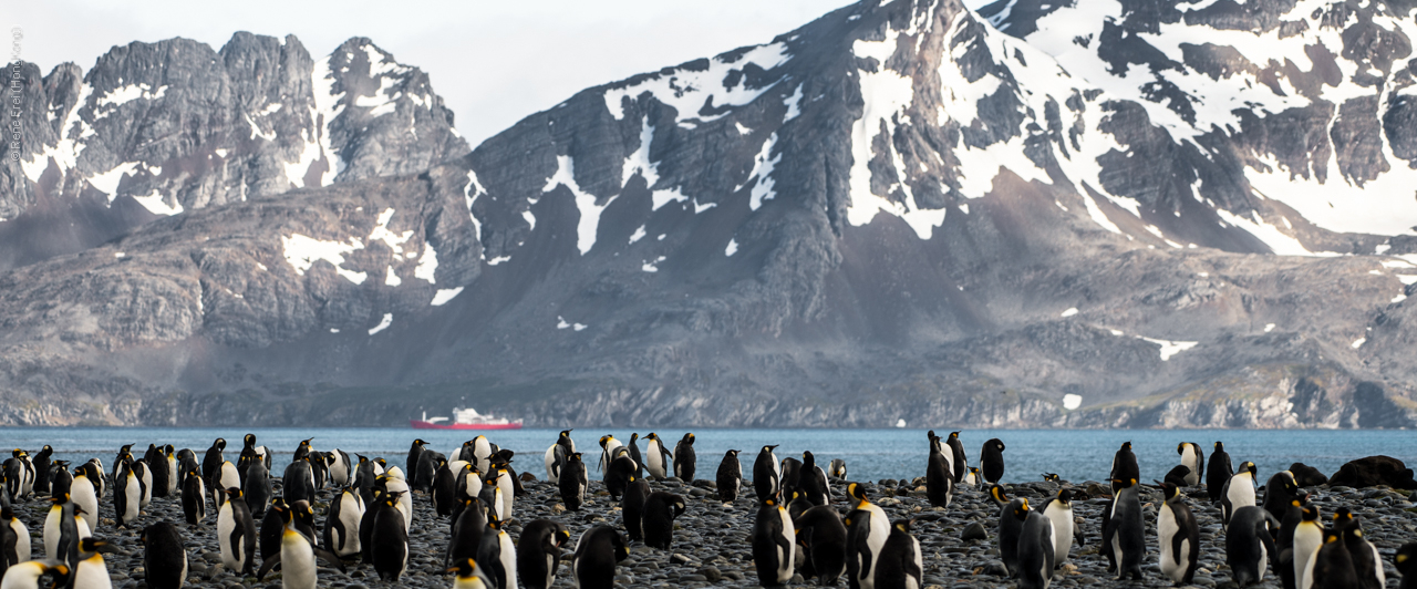 Antarctic Peninsula - 2017