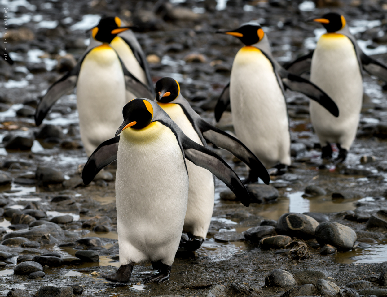 Antarctic Peninsula - 2017