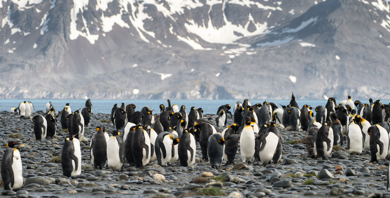 Antarctic Peninsula - 2017