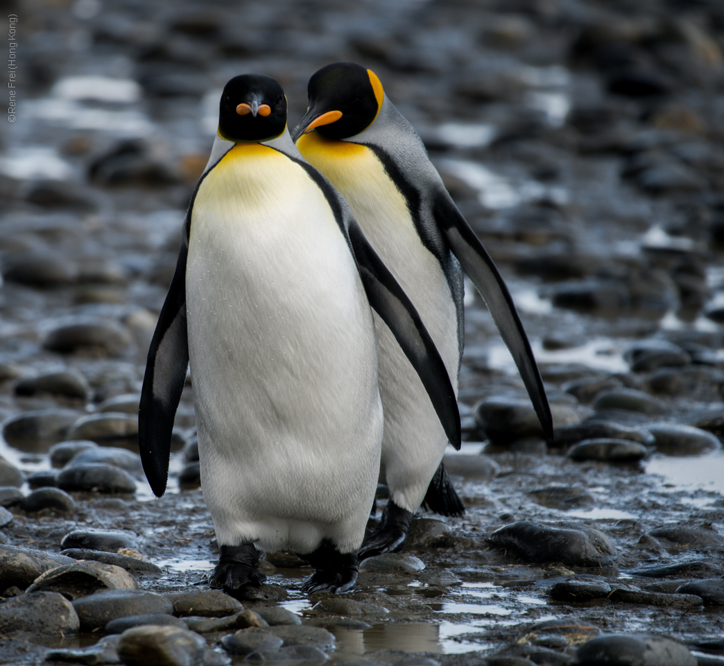 Antarctic Peninsula - 2017