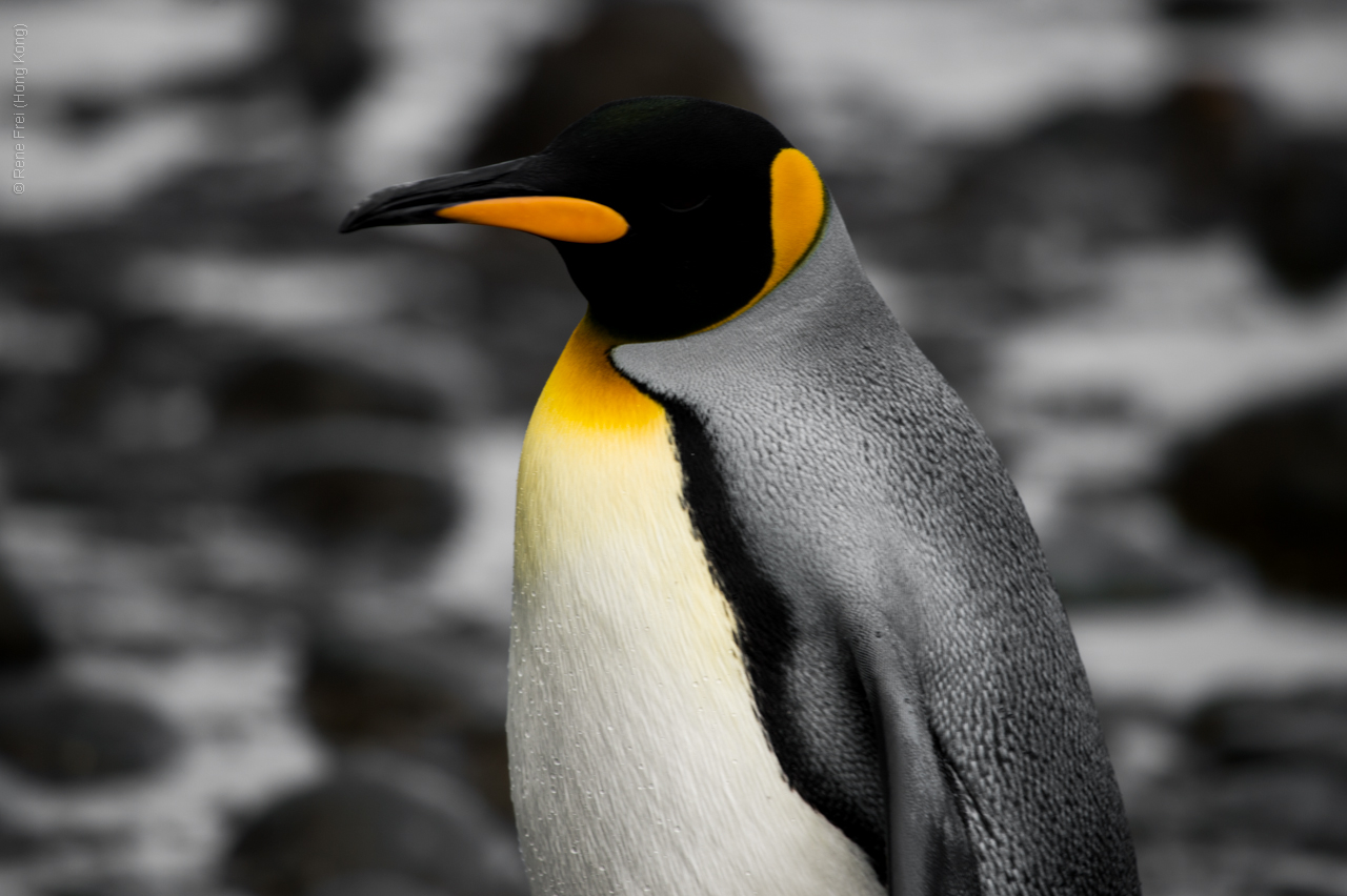 Antarctic Peninsula - 2017