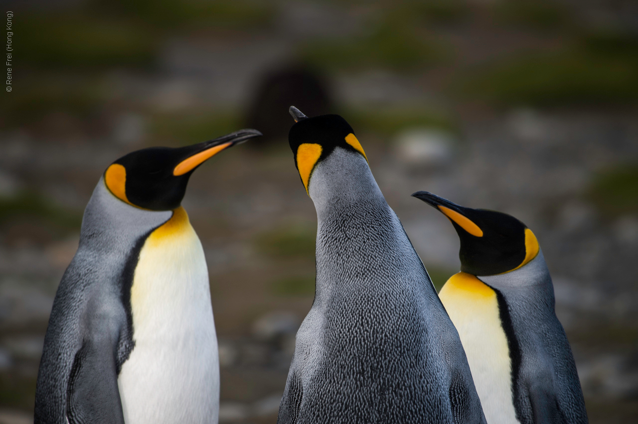 Antarctic Peninsula - 2017