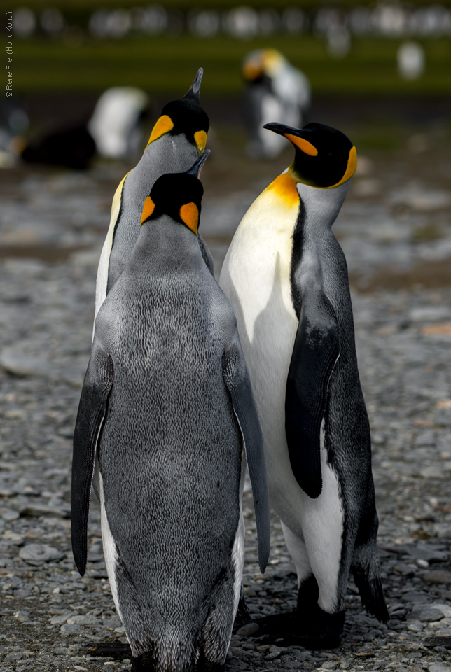 Antarctic Peninsula - 2017