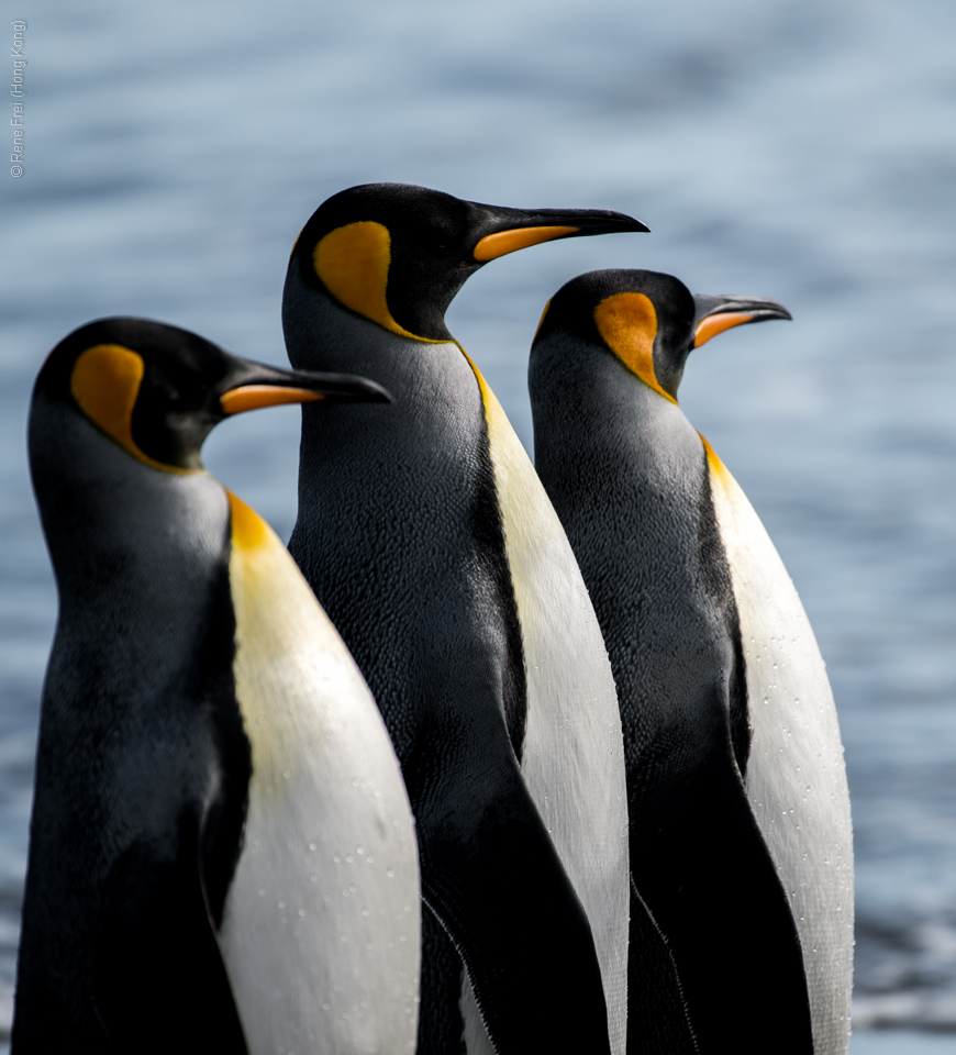 Antarctic Peninsula - 2017