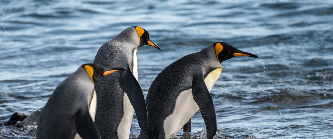 Antarctic Peninsula - 2017