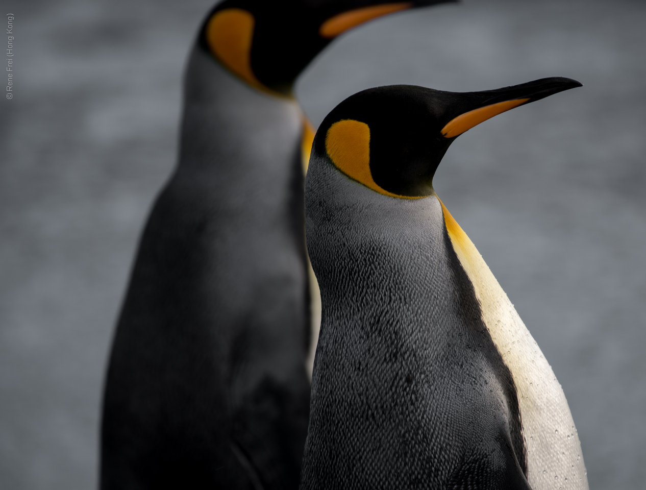 Antarctic Peninsula - 2017