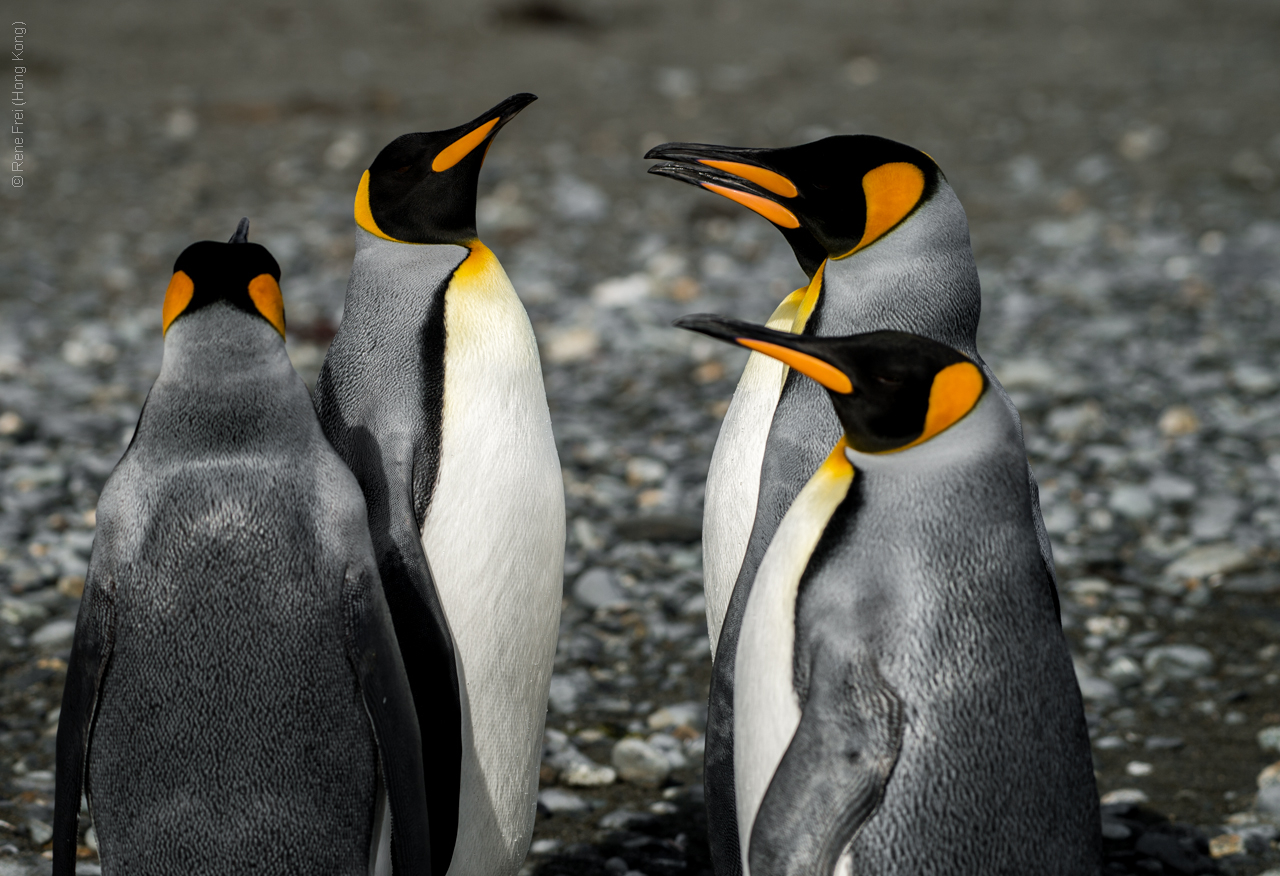 Antarctic Peninsula - 2017