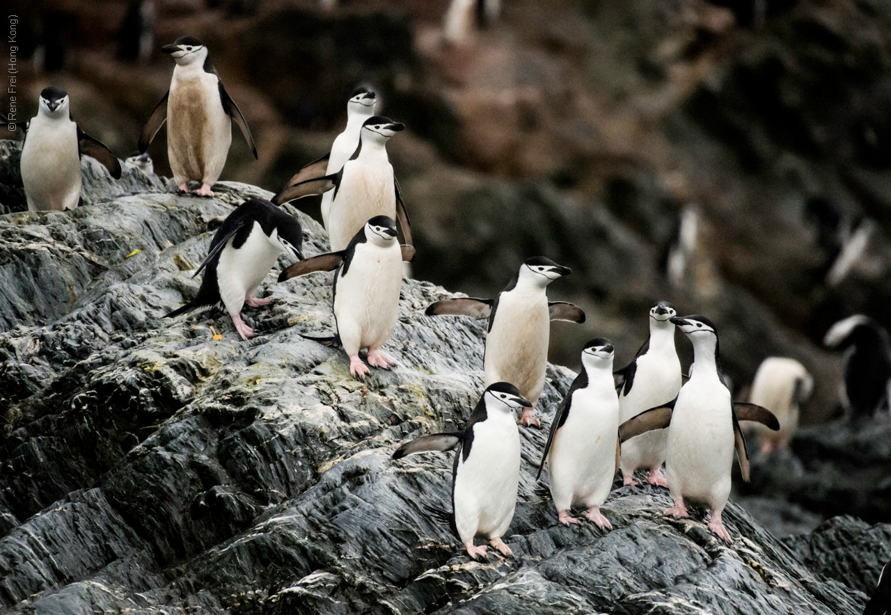 Antarctic Peninsula - 2017