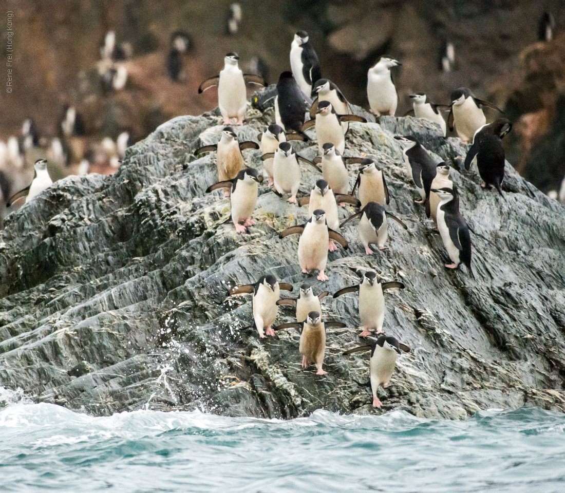 Antarctic Peninsula - 2017