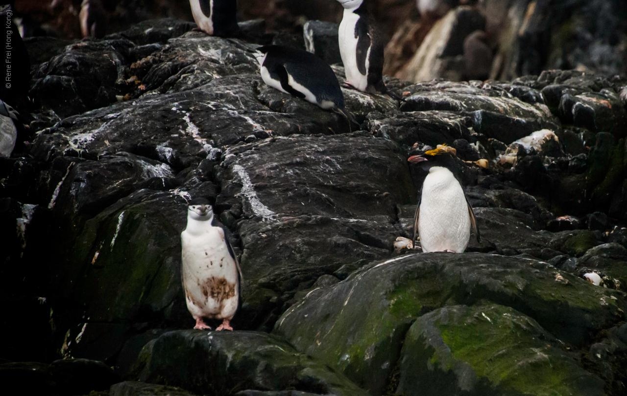 Antarctic Peninsula - 2017
