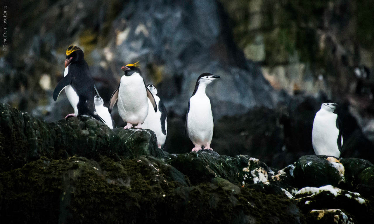 Antarctic Peninsula - 2017