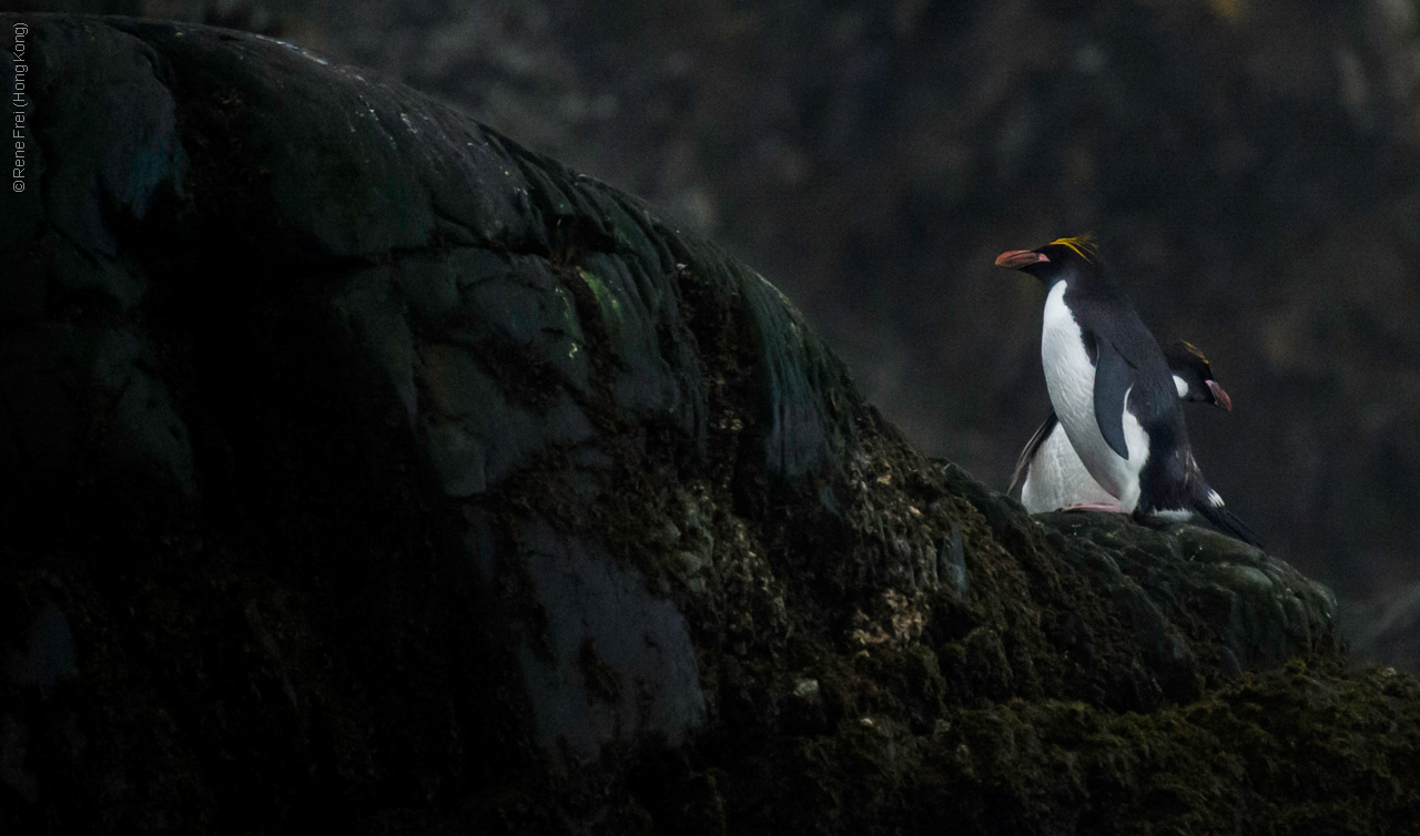 Antarctic Peninsula - 2017