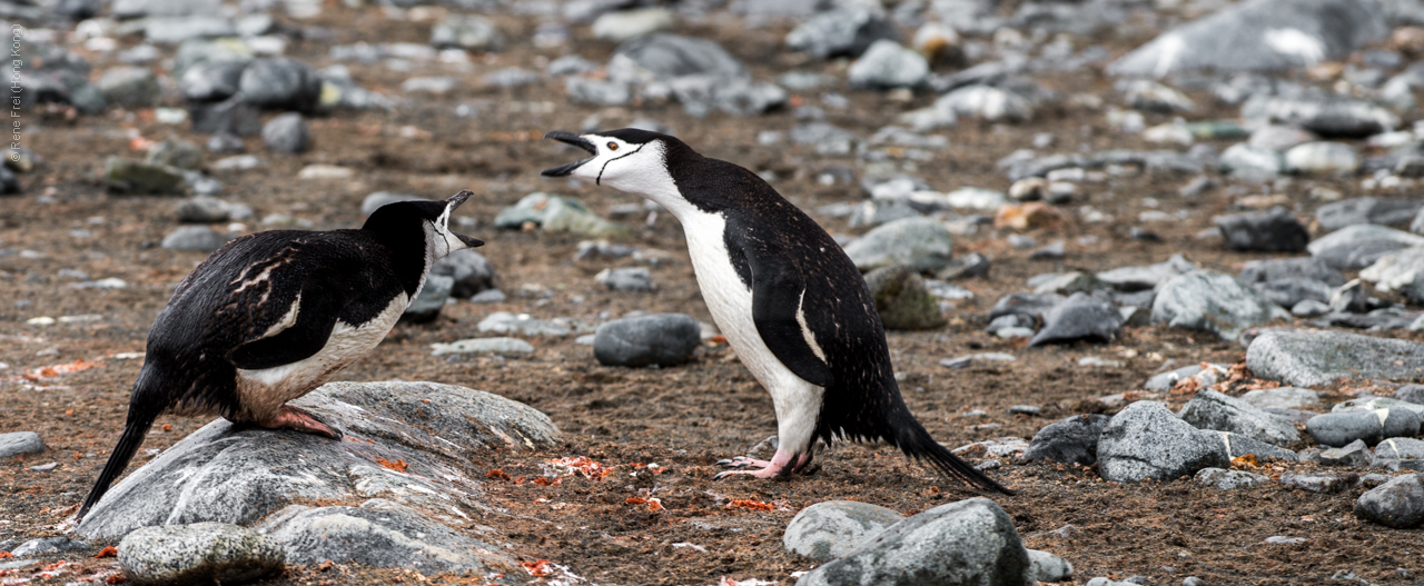 Antarctic Peninsula - 2017