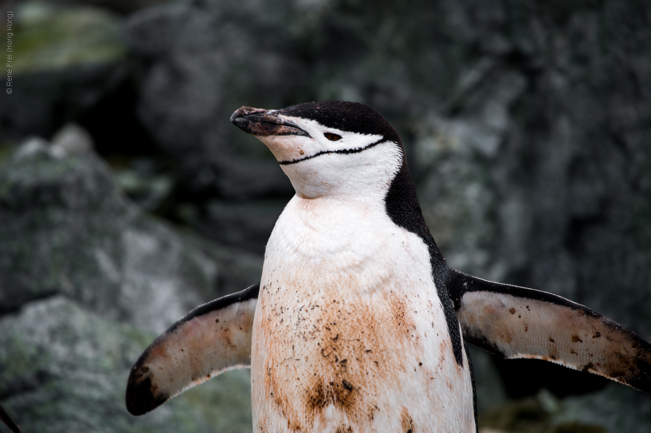 Antarctic Peninsula - 2017