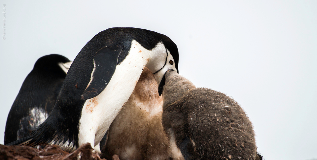 Antarctic Peninsula - 2017
