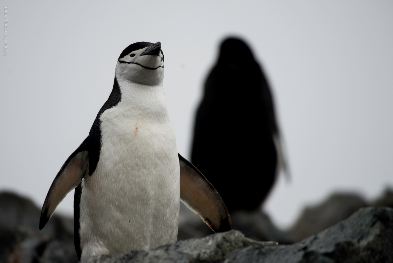 Antarctic Peninsula - 2017
