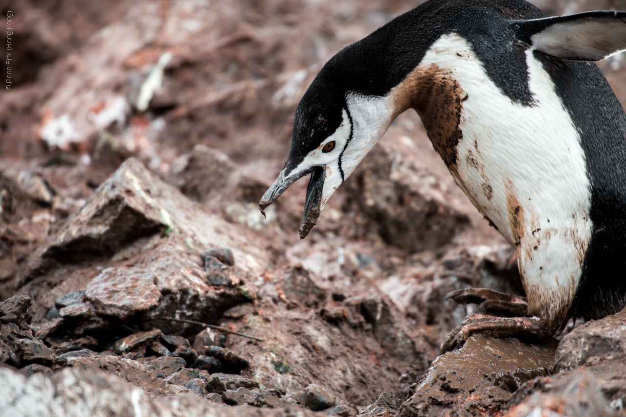 Antarctic Peninsula - 2017