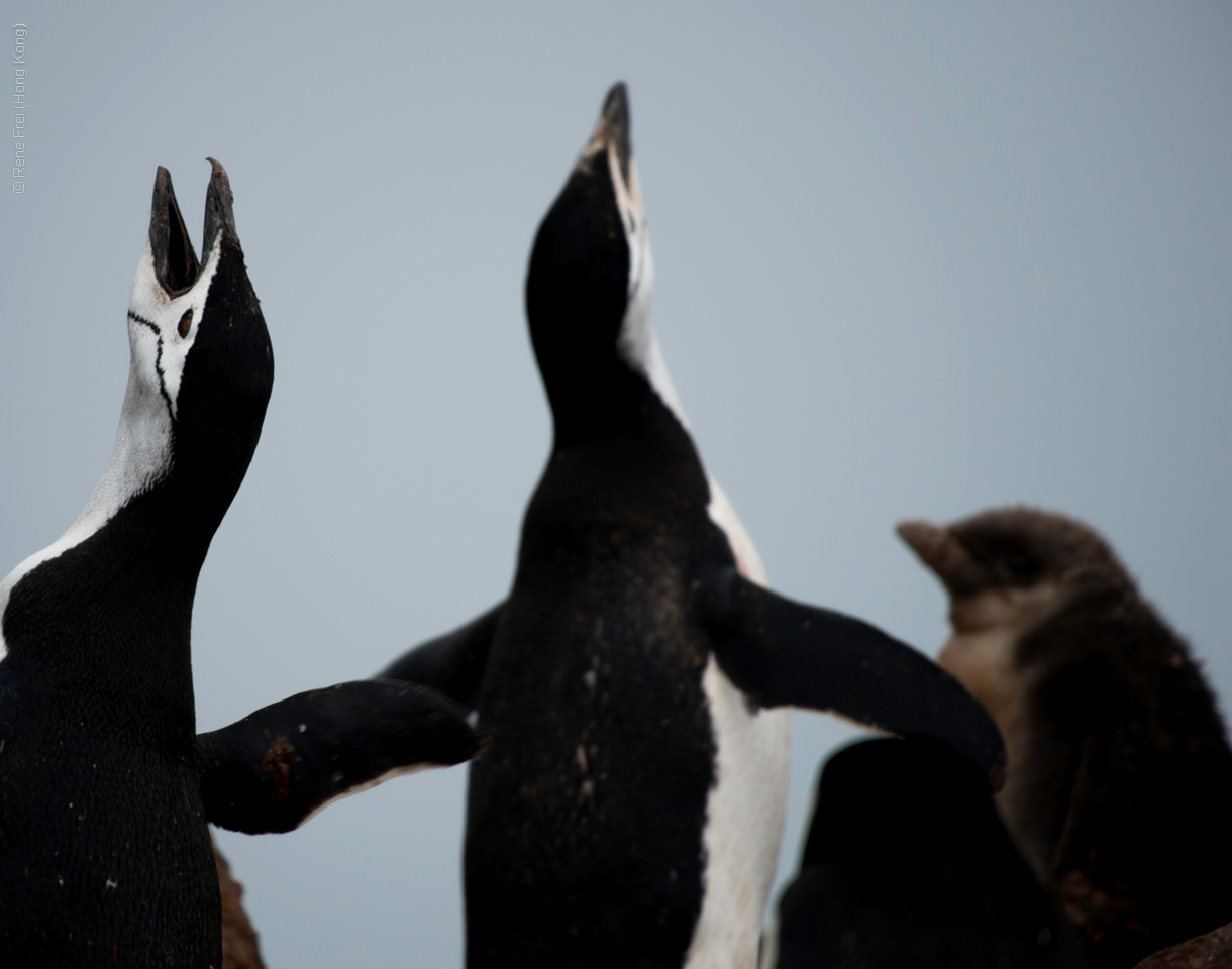 Antarctic Peninsula - 2017