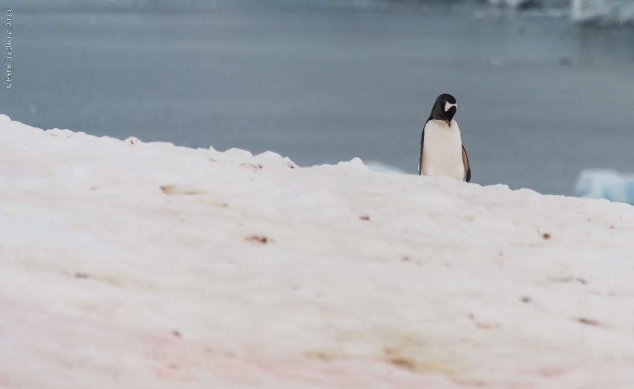 Antarctic Peninsula - 2017