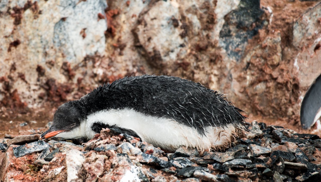 Antarctic Peninsula - 2017