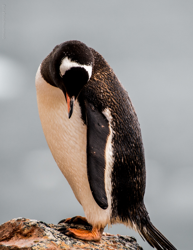 Antarctic Peninsula - 2017