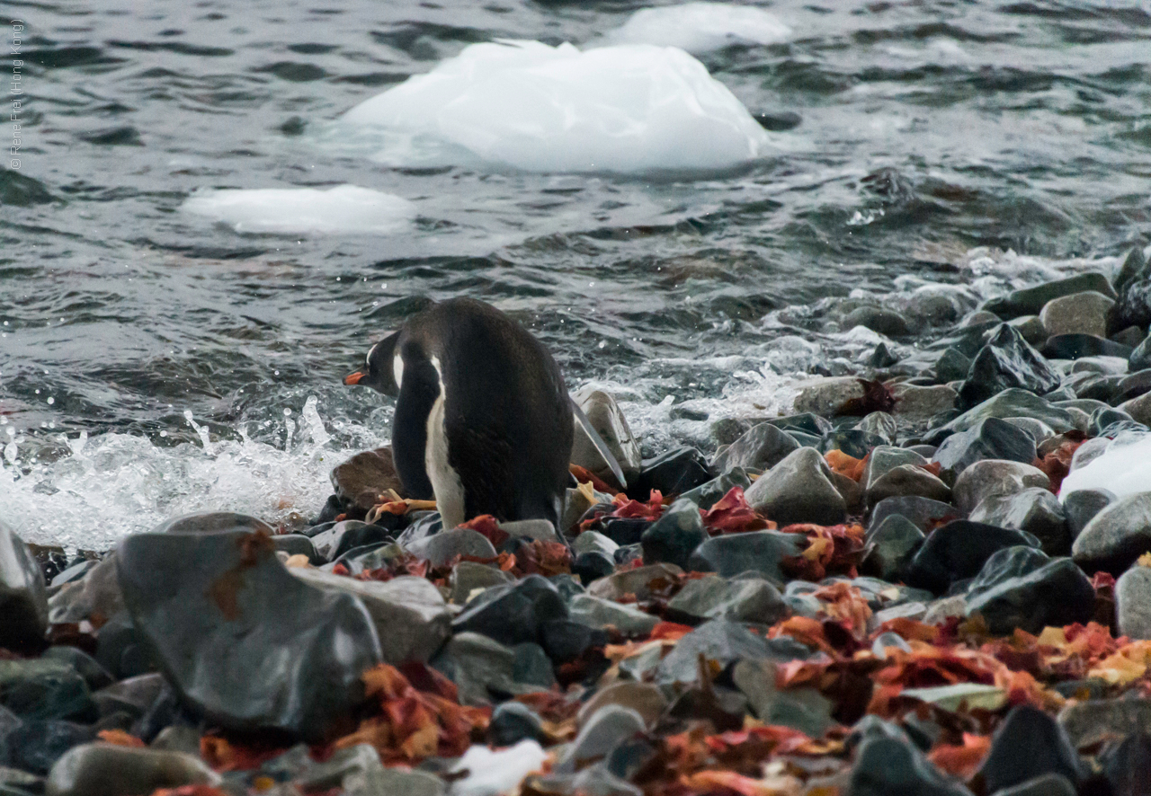 Antarctic Peninsula - 2017