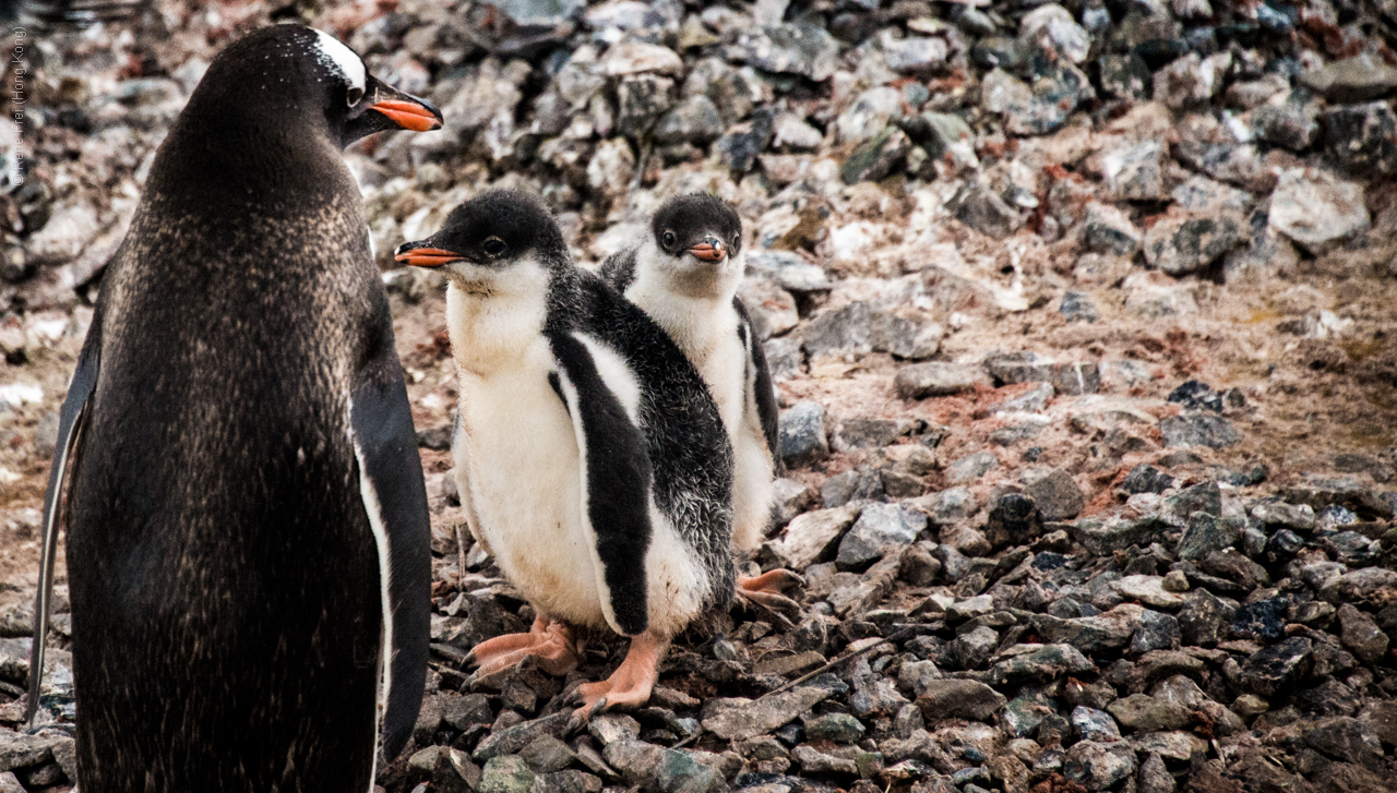 Antarctic Peninsula - 2017