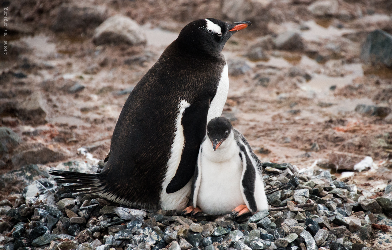 Antarctic Peninsula - 2017