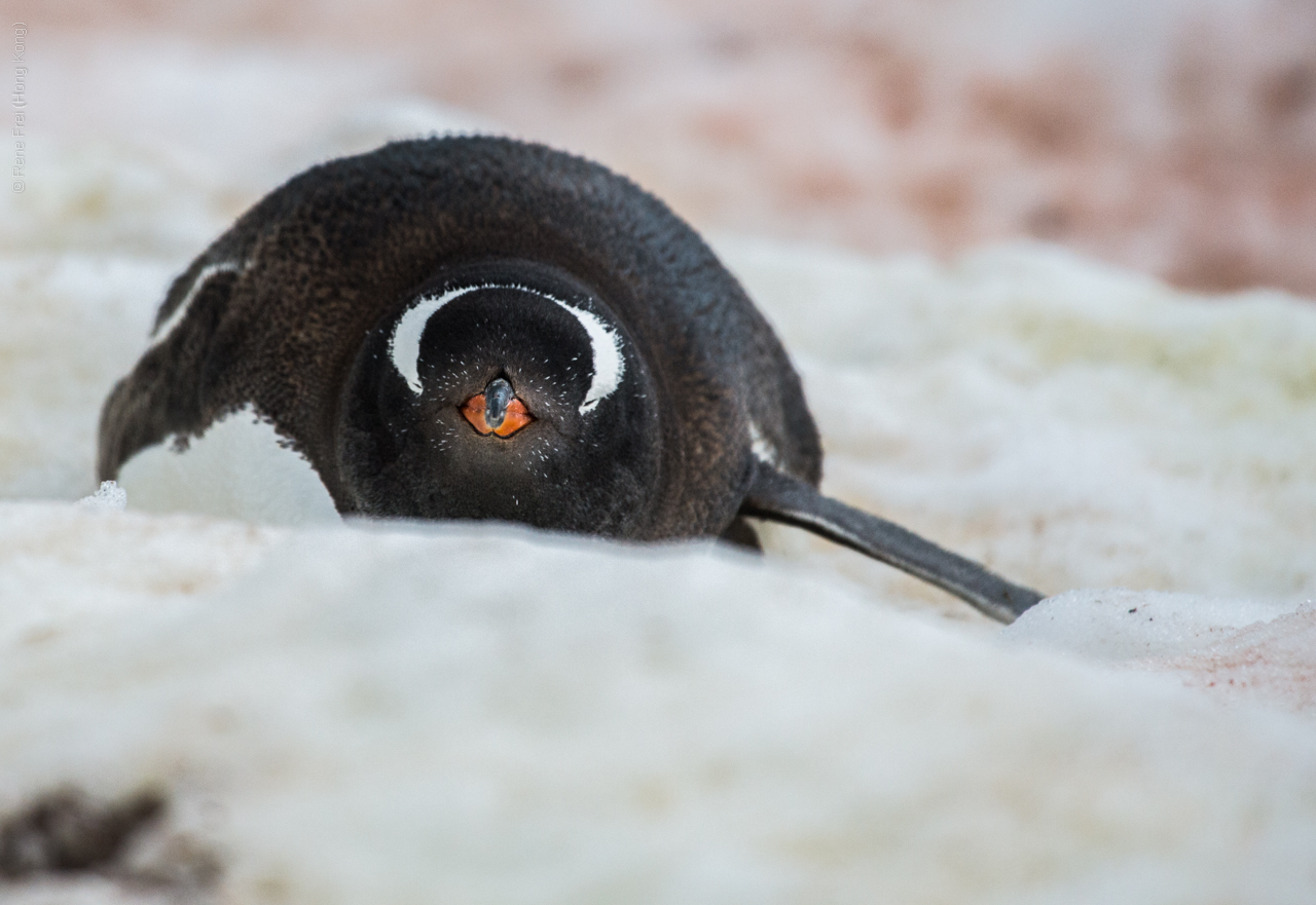 Antarctic Peninsula - 2017