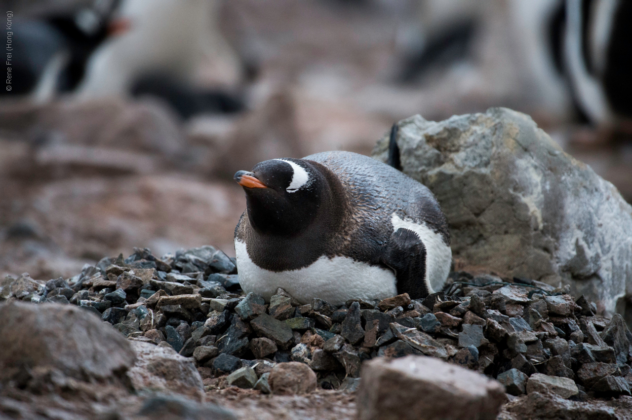 Antarctic Peninsula - 2017