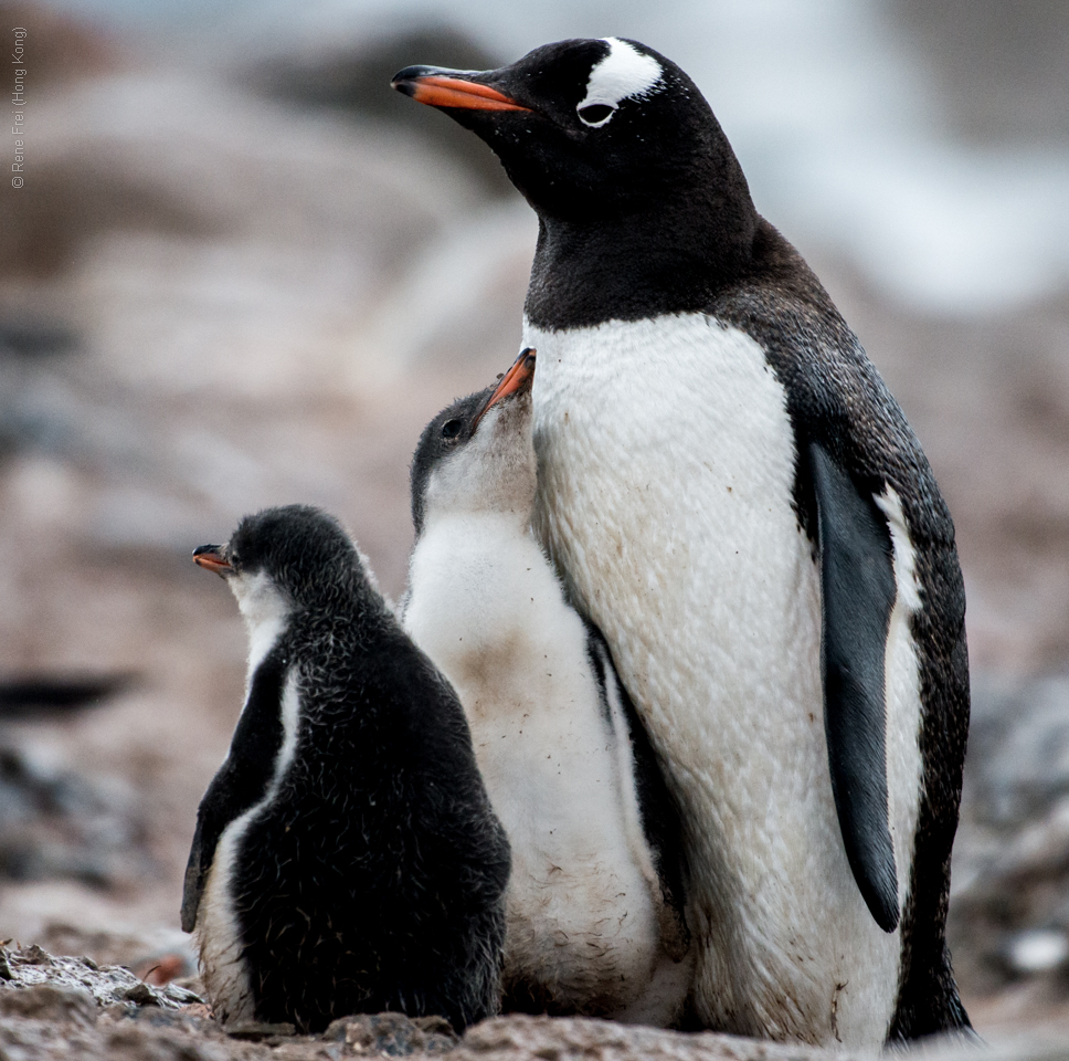 Antarctic Peninsula - 2017