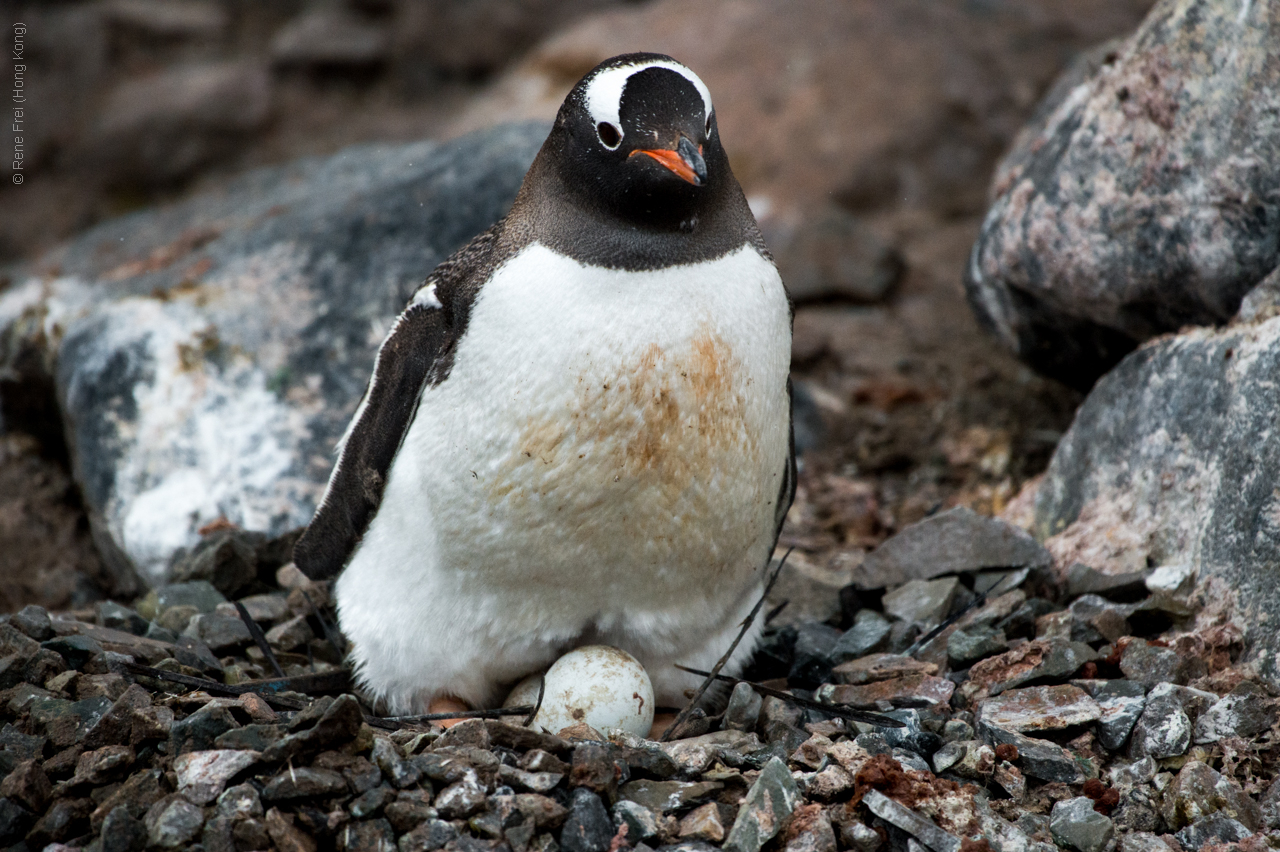 Antarctic Peninsula - 2017