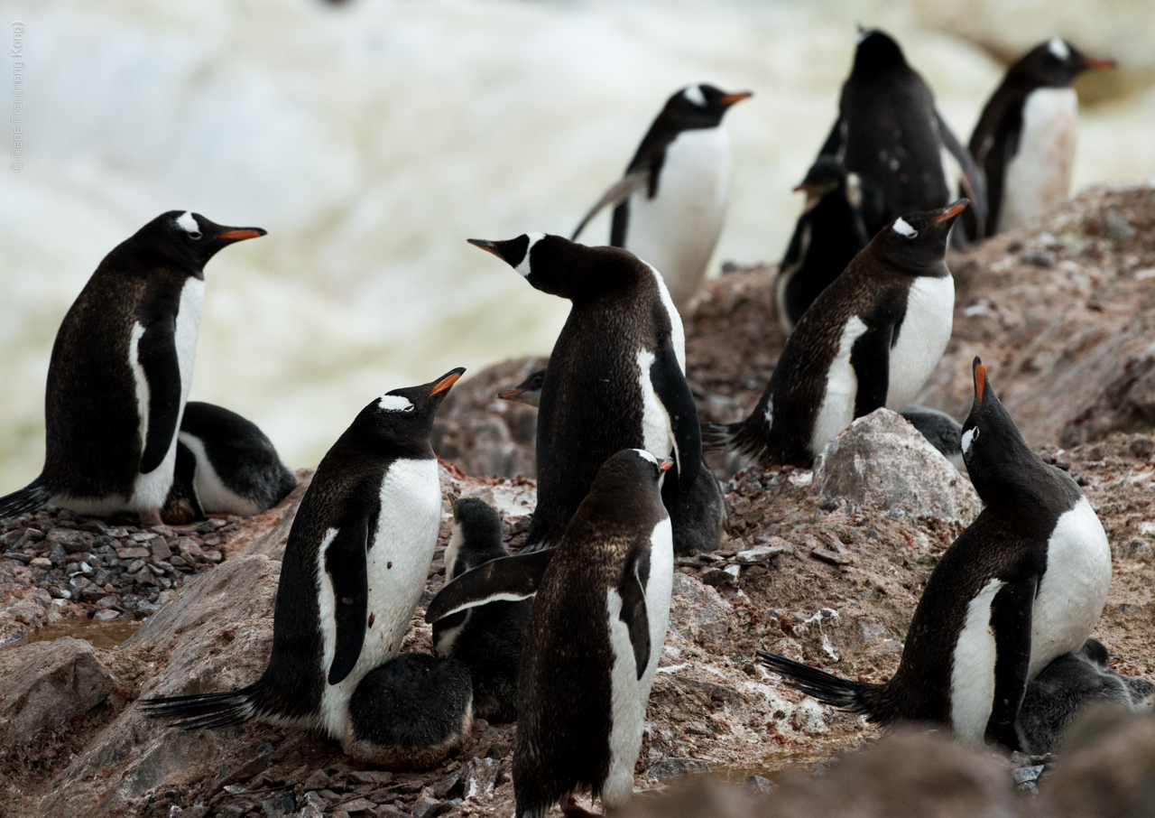 Antarctic Peninsula - 2017