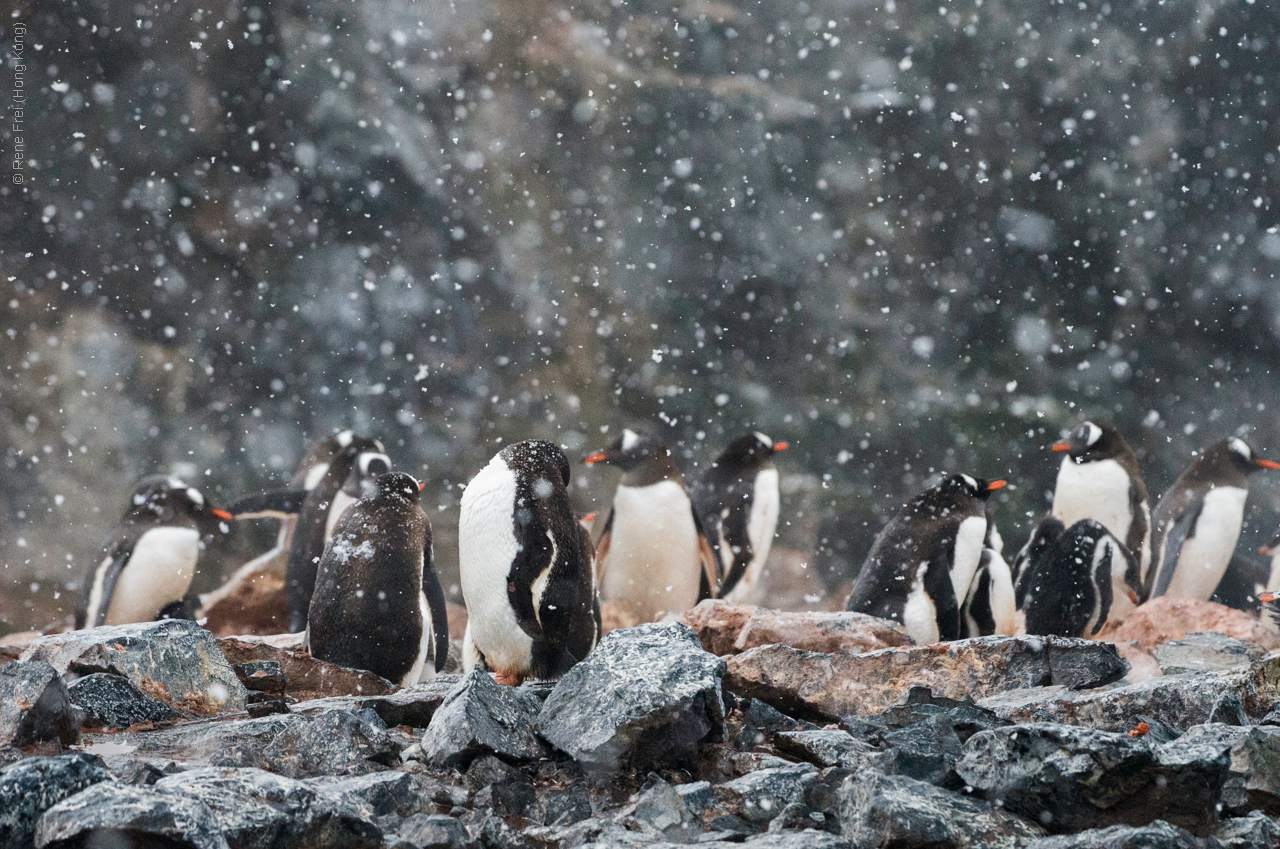 Antarctic Peninsula - 2017