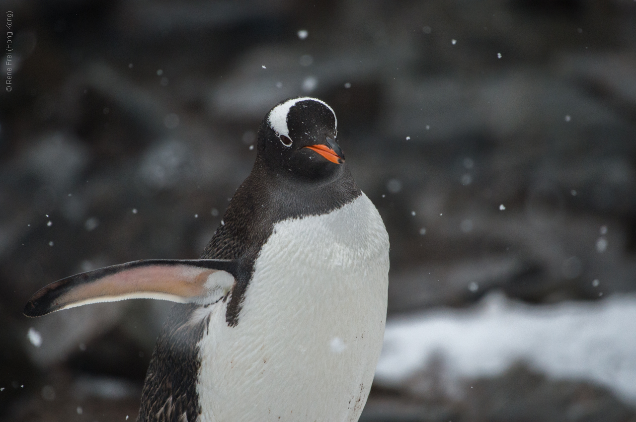 Antarctic Peninsula - 2017