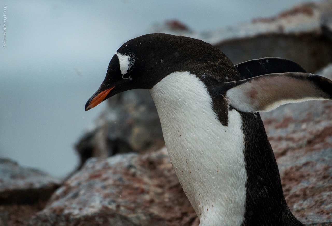 Antarctic Peninsula - 2017