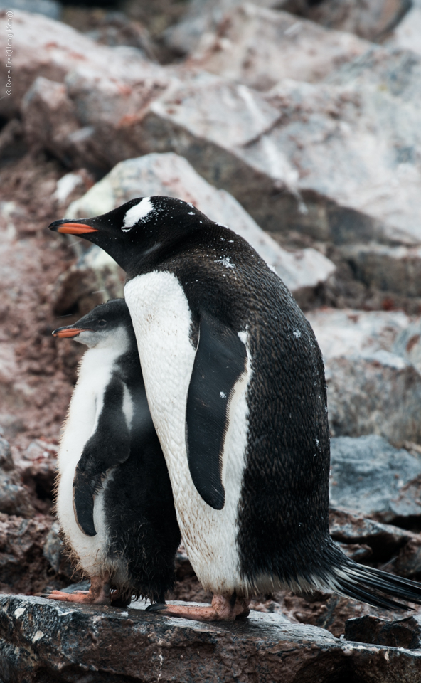 Antarctic Peninsula - 2017
