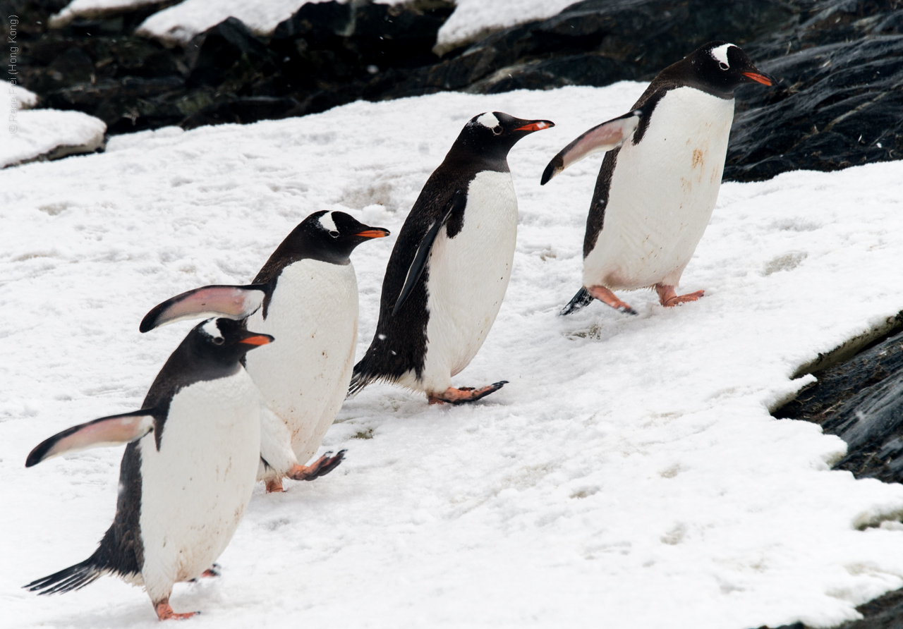 Antarctic Peninsula - 2017