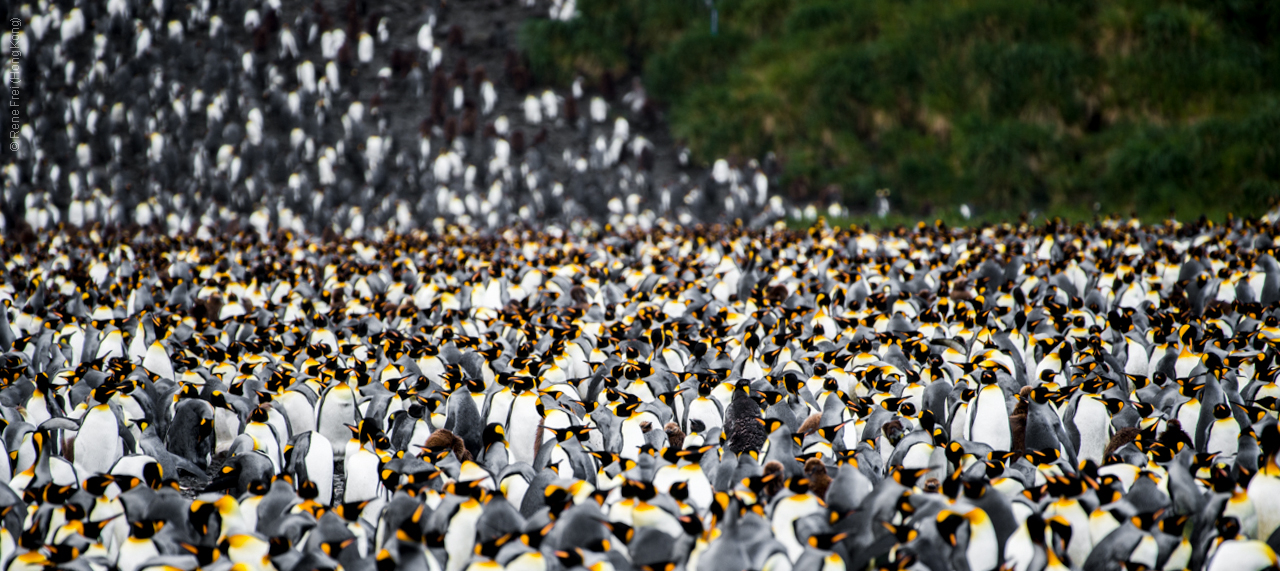 Antarctic Peninsula - 2017