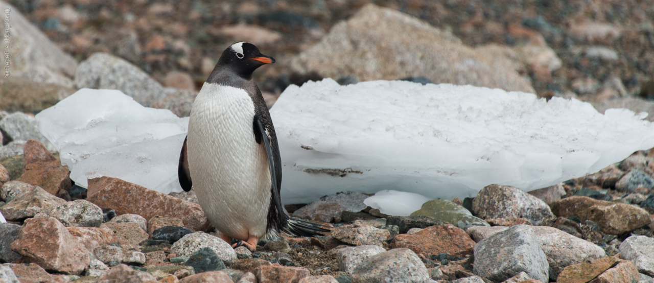 Antarctica - January 2017