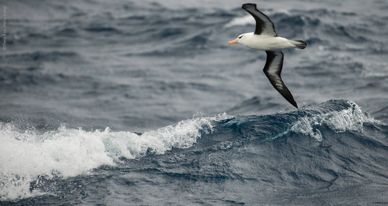 Antarctica - January 2017